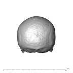NGA88 SK660 Homo sapiens cranium posterior