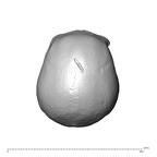 NGA88 SK660 Homo sapiens cranium superior
