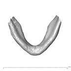 NGA88 SK708 Homo sapiens mandible dentition inferior