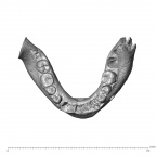 NGA88 SK708 Homo sapiens mandible dentition superior