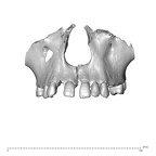 NGA88 SK708 Homo sapiens maxilla dentition anterior