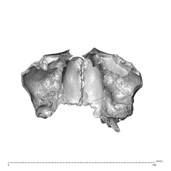 NGA88 SK708 Homo sapiens maxilla dentition superior
