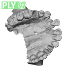NGA88 SK708 Homo sapiens maxilla dentition ply