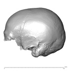 NGA88 SK72 Homo sapiens cranium lateral left