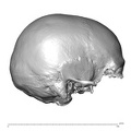 NGA88 SK72 Homo sapiens cranium lateral right
