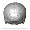 NGA88 SK72 Homo sapiens cranium posterior