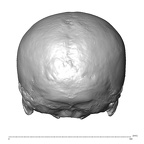 NGA88 SK72 Homo sapiens cranium posterior