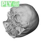 NGA88 SK72 Homo sapiens cranium ply