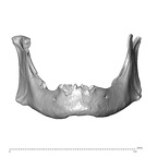 NGA88 SK72 Homo sapiens mandible anterior