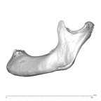 NGA88 SK72 Homo sapiens mandible lateral left