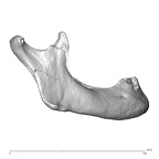NGA88 SK72 Homo sapiens mandible lateral right