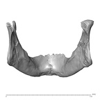 NGA88 SK72 Homo sapiens mandible posterior