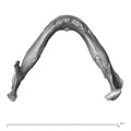 NGA88 SK72 Homo sapiens mandible superior