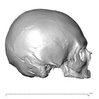 NGA88 SK742 Homo sapiens cranium lateral
