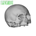 NGA88 SK742 Homo sapiens cranium ply