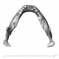 NGA88 SK742 Homo sapiens mandible superior
