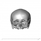 NGA88 SK749 Homo sapiens cranium anterior
