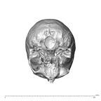 NGA88 SK749 Homo sapiens cranium inferior