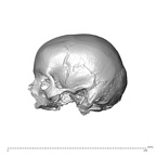 NGA88 SK749 Homo sapiens cranium lateral left
