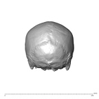 NGA88 SK749 Homo sapiens cranium posterior