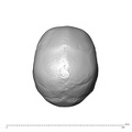 NGA88 SK749 Homo sapiens cranium superior