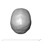 NGA88 SK749 Homo sapiens cranium superior