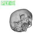 NGA88 SK749 Homo sapiens cranium ply