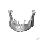 NGA88 SK749 Homo sapiens mandible anterior