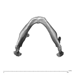 NGA88 SK749 Homo sapiens mandible inferior