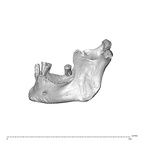 NGA88 SK749 Homo sapiens mandible lateral left