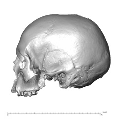 NGA88 SK750 Homo sapiens cranium lateral left