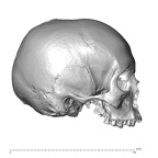 NGA88 SK750 Homo sapiens cranium lateral right