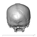 NGA88 SK750 Homo sapiens cranium posterior