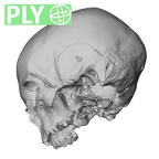 NGA88 SK750 Homo sapiens cranium ply