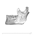 NGA88 SK750 Homo sapiens mandible lateral left