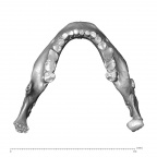 NGA88 SK750 Homo sapiens mandible superior