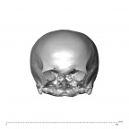 NGA88 SK752 Homo sapiens cranium anterior