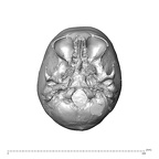 NGA88 SK752 Homo sapiens cranium inferior