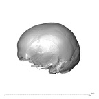 NGA88 SK752 Homo sapiens cranium lateral left