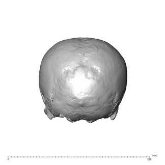 NGA88 SK752 Homo sapiens cranium posterior
