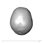 NGA88 SK752 Homo sapiens cranium superior