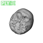 NGA88 SK752 Homo sapiens cranium ply