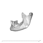 NGA88 SK752 Homo sapiens mandible lateral left
