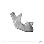 NGA88 SK752 Homo sapiens mandible lateral right