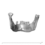 NGA88 SK752 Homo sapiens mandible posterior