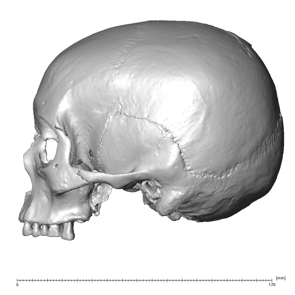 NGA88 SK766 Homo sapiens cranium lateral left