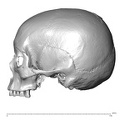 NGA88_SK766_Homo_sapiens_cranium_lateral_left.jpg