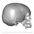 NGA88 SK766 Homo sapiens cranium lateral right