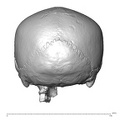 NGA88 SK766 Homo sapiens cranium posterior