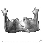 NGA88 SK766 Homo sapiens mandible posterior